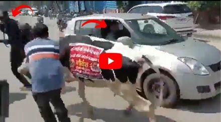 bjp mla bring cow assembly viral video