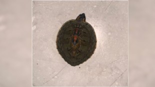 Illegal sale of rare turtles