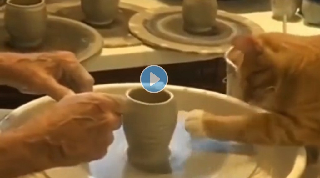 cat viral video making pot