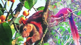 cha8 maharashtra animal squirral