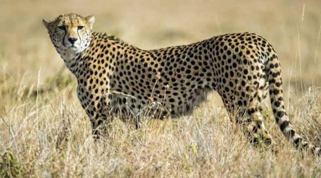 Politics Over Project Cheetah