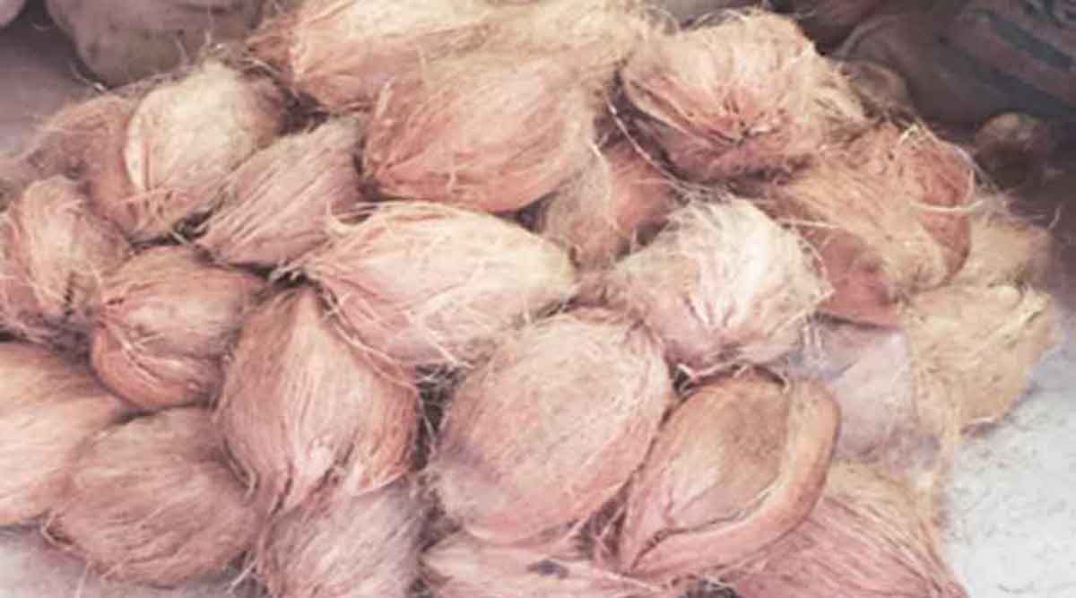 Great demand for Sriphal during Ganeshotsav; Daily sale of 25 lakh coconuts in MumbaiPune