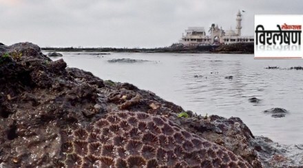 corals mumbai