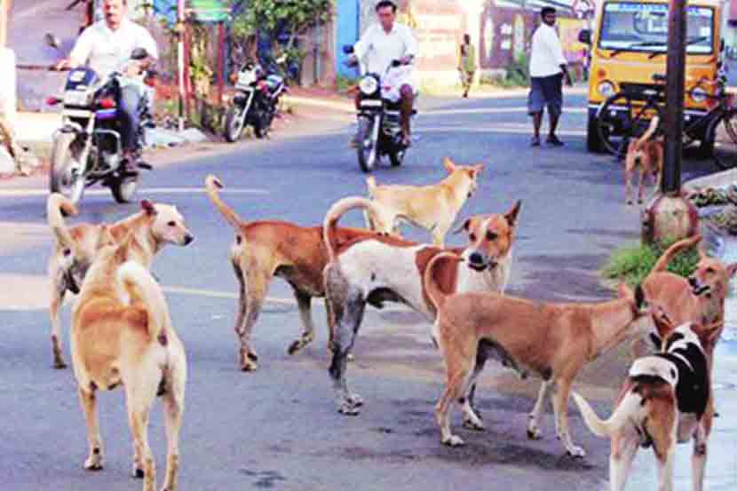 dog