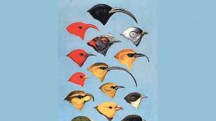 different kinds of finches birds