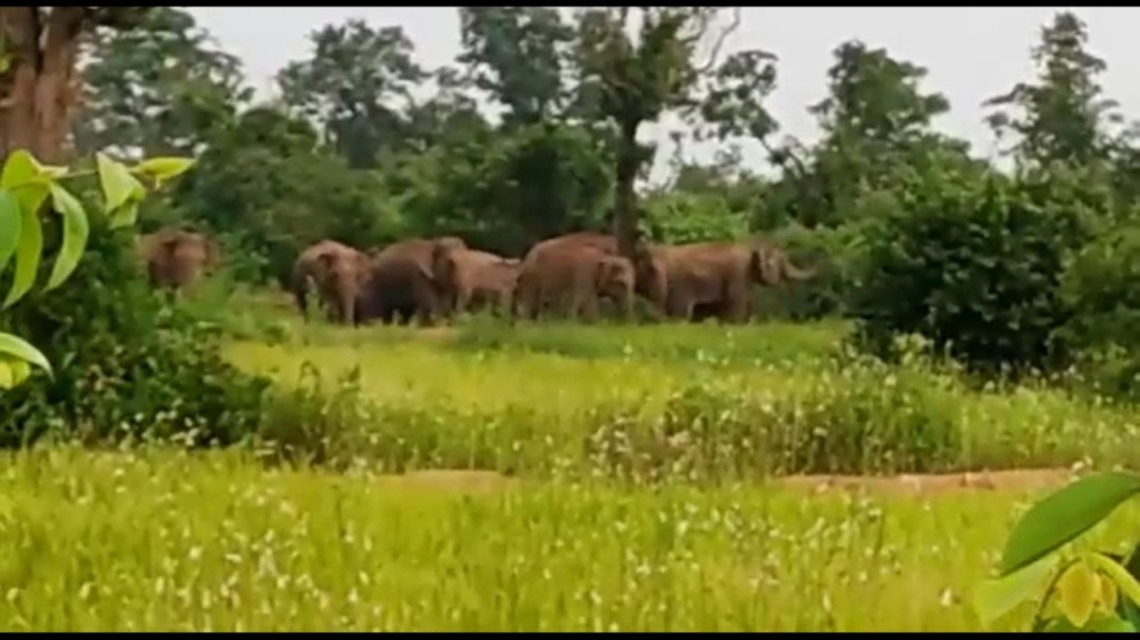 Free movement of wild elephants increased in Kurkheda taluka