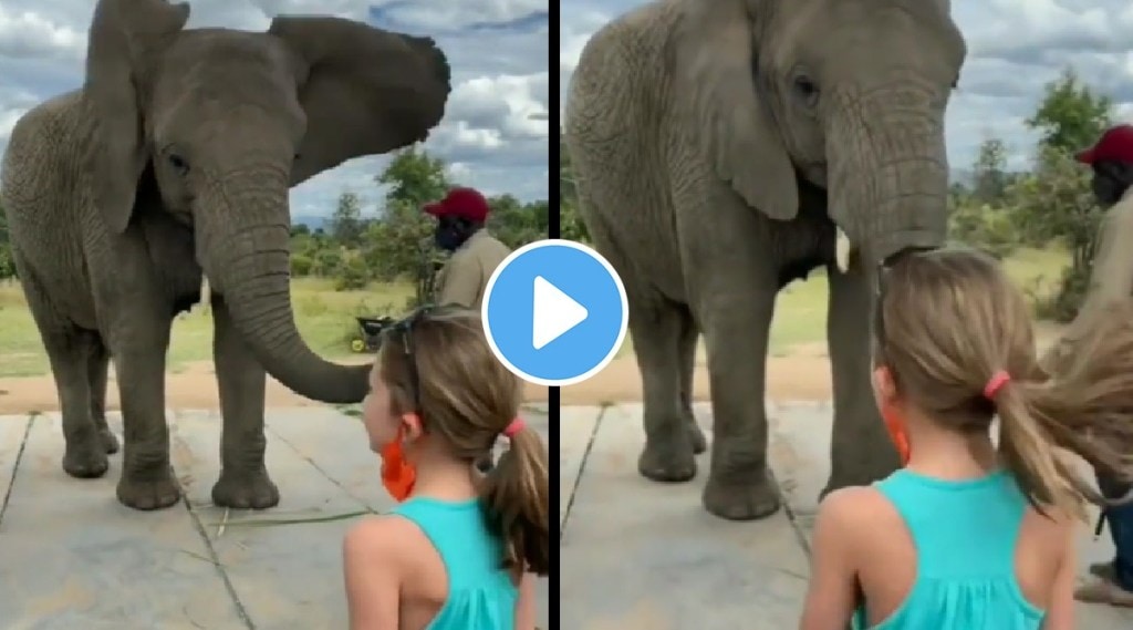 elephant Viral Video