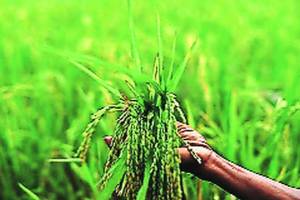 various crops information to farmers