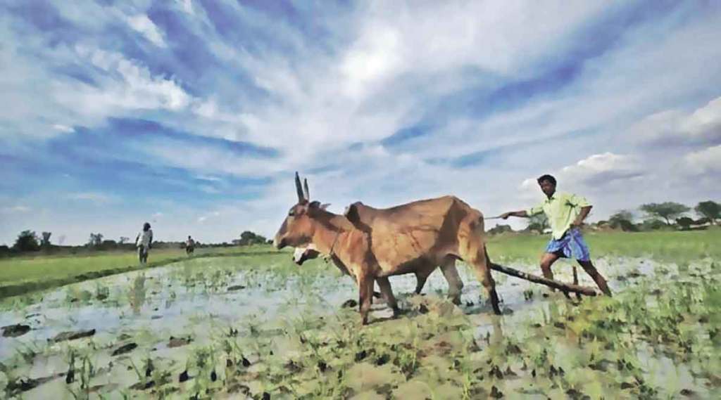 farmer