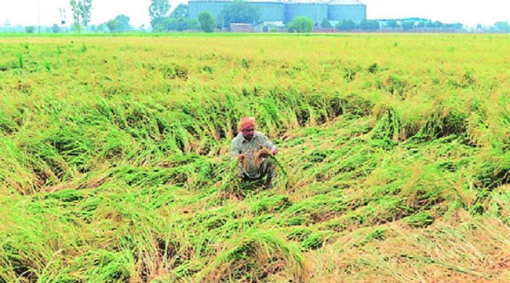 farmer