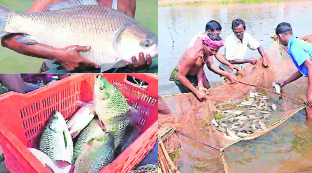 maharashtra fish farming