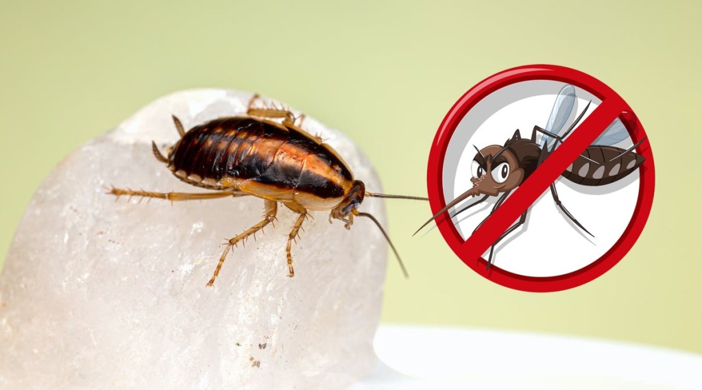 home remedies to get rid of cockroaches
