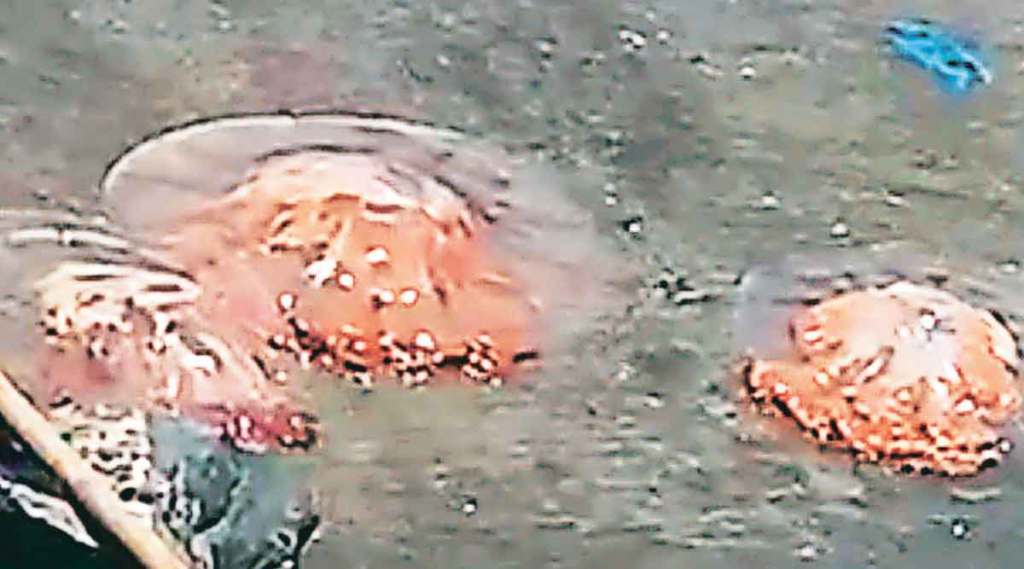 fishermen suffering due to Jellyfish
