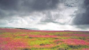 kaas-plateau-flower-field-copy
