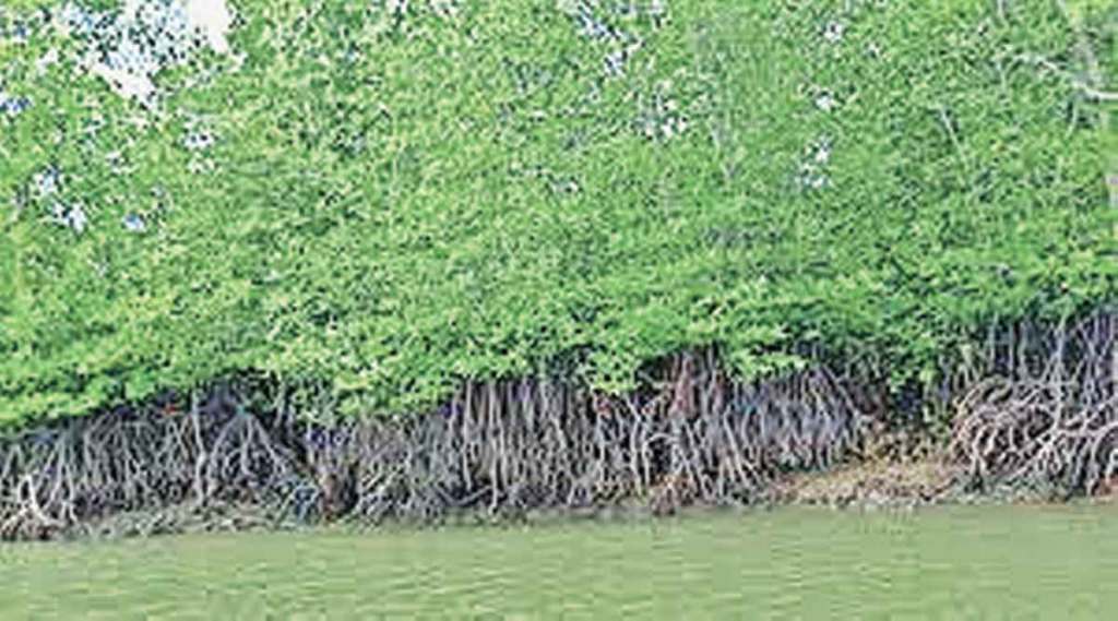 mangroves parks