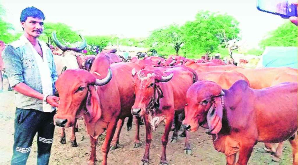 lumpy skin disease in cattle