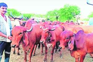 lumpy skin disease in cattle