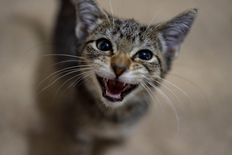 Cats Crying Superstition: शकुन शास्त्रानुसार मांजर घरातून बाहेर पडून रडत असेल तर ते अभुश मानलं जातं. (Photo: Freepik)
