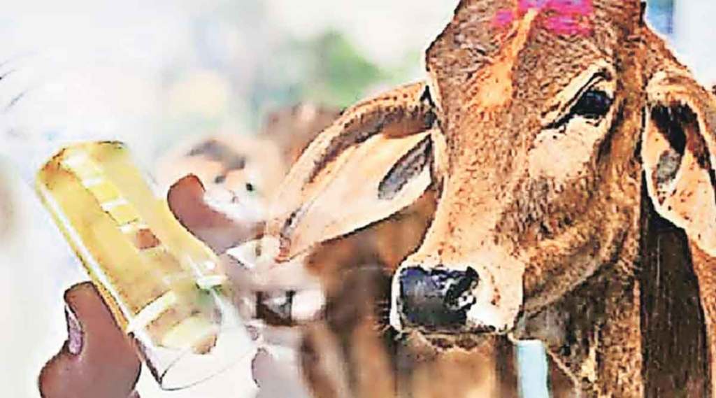 cow urine for treatment lumpy skin disease