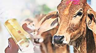 cow urine for treatment lumpy skin disease