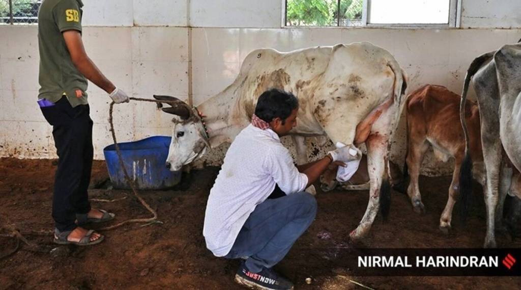 Does lumpy virus have any effect in cow's milk?