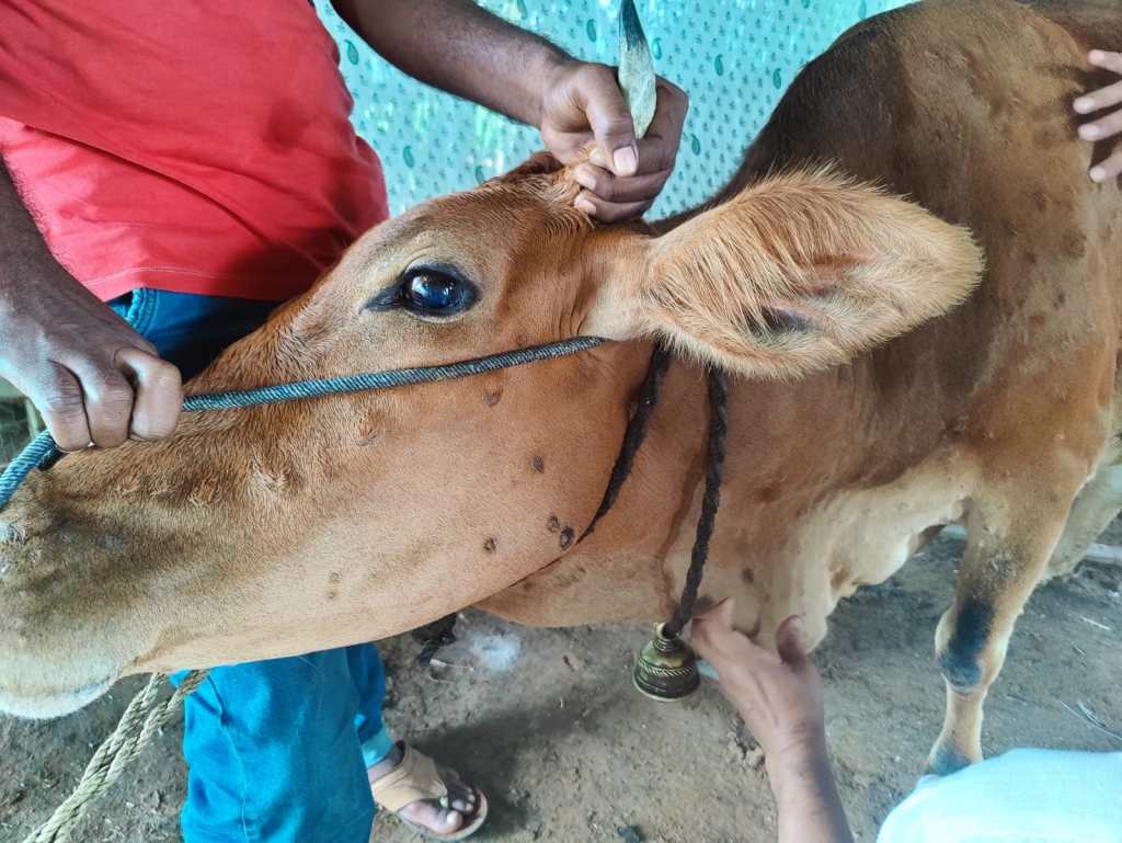 Lumpy infected animals in 72 villages in 12 talukas of Pune district