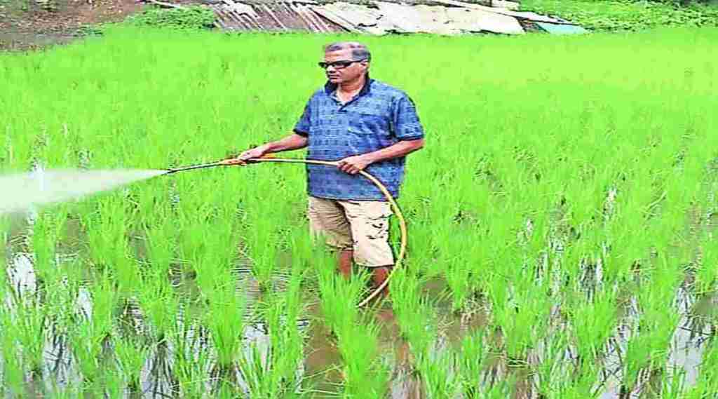 रायगडमध्ये विविधरंगी भात लागवडीचे प्रयोग; गुळसुंदे शेतकऱ्यांनी लाल भात पिकवला