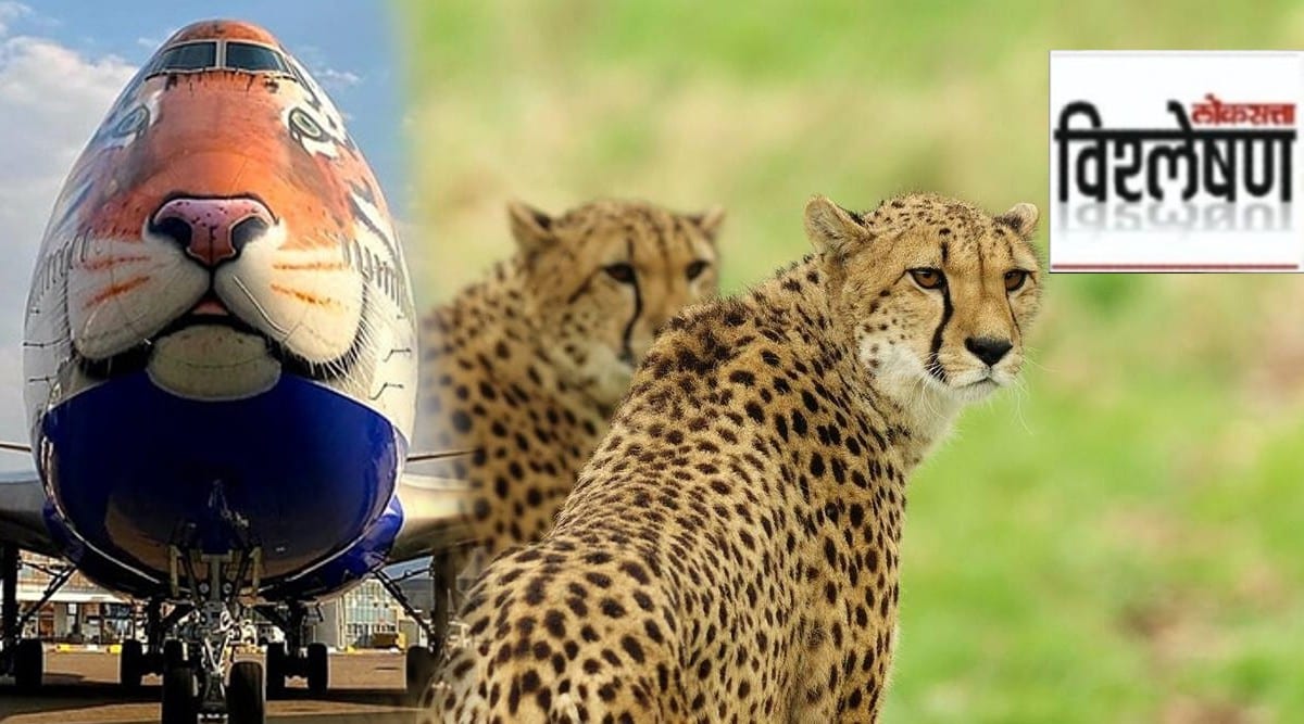 namibia cheetah