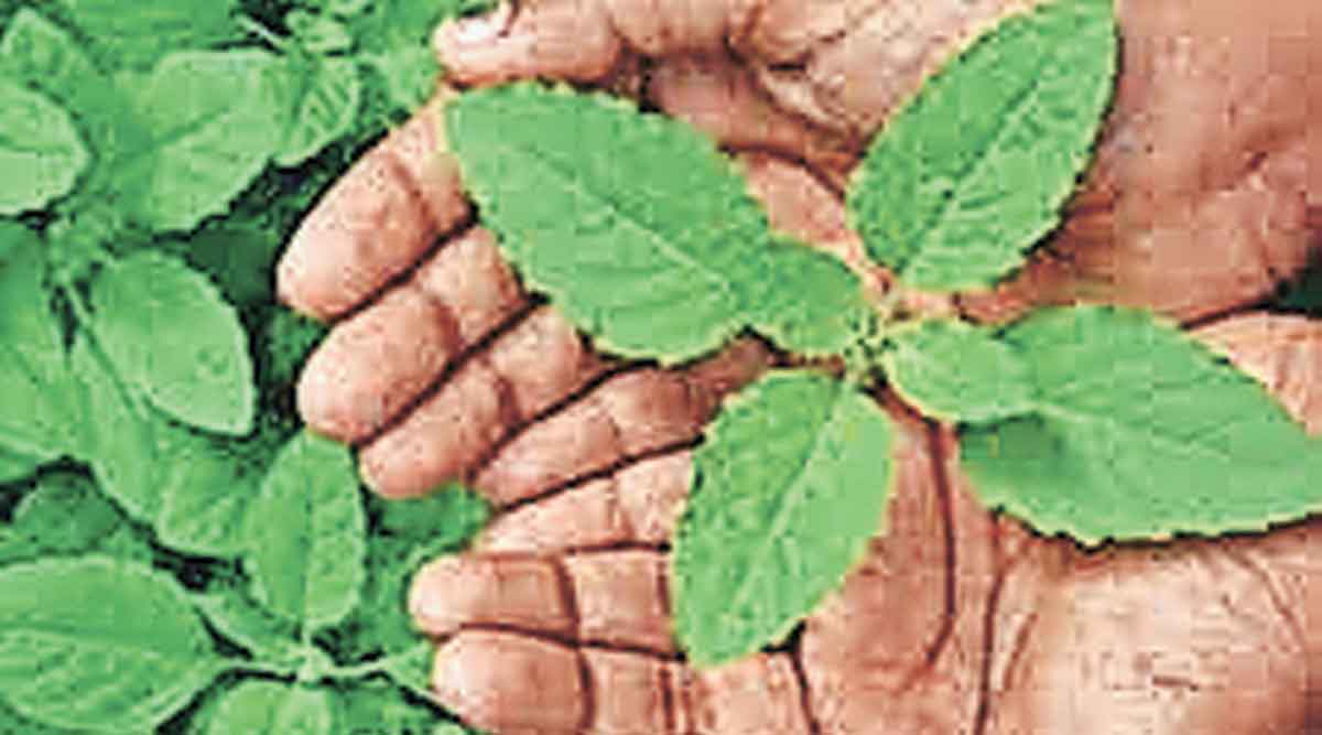 Phrases that contain word plant