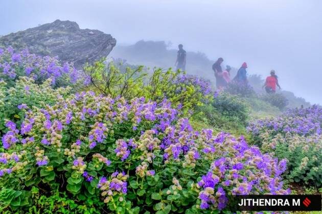बदलत्या हवामानामुळे या फुलांच्या हंगामामध्ये गेल्या काही वर्षांपासून बदल होत आहे. भारतामध्ये नीलकुरिंजीचे ४६ प्रकार आहेत.