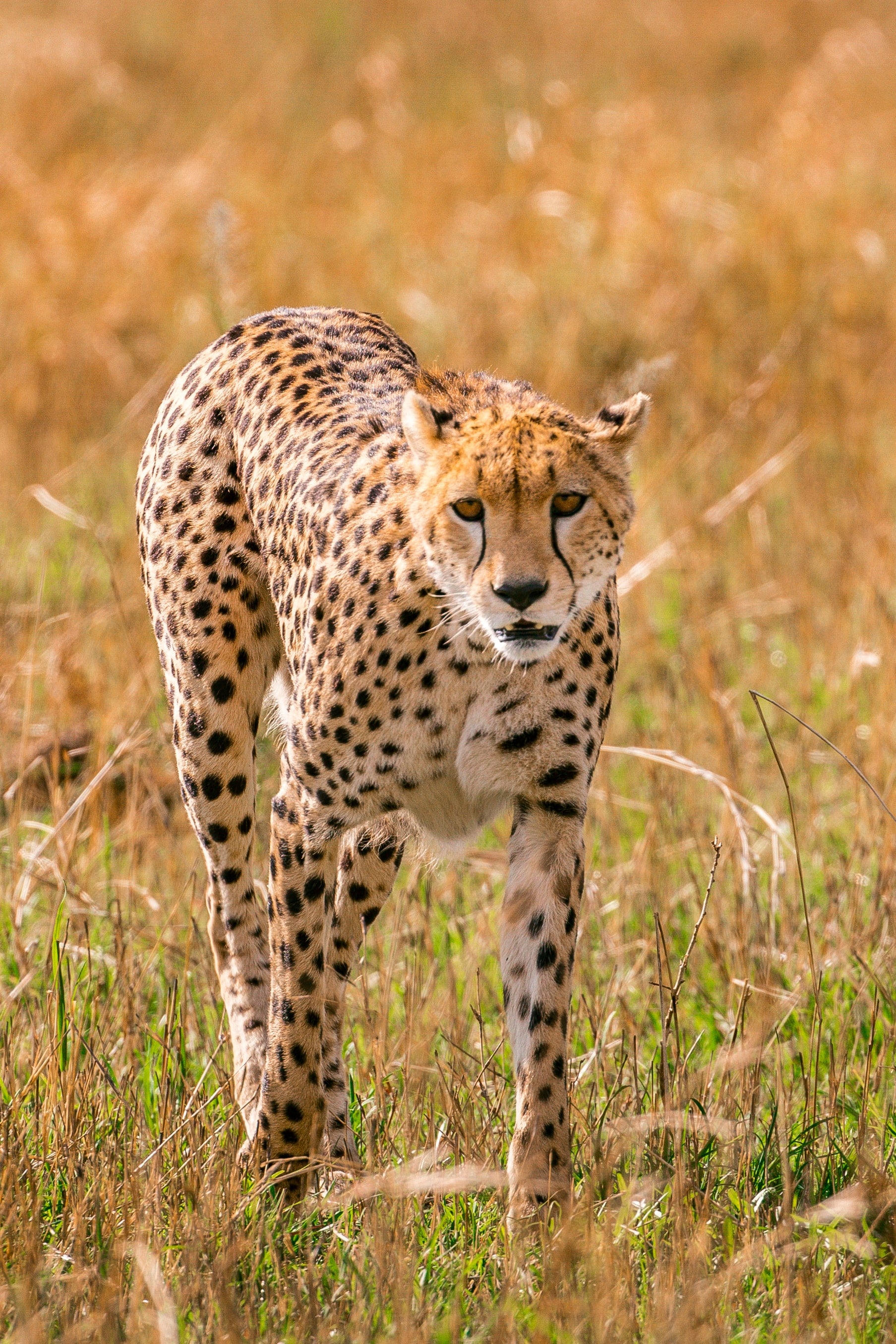 Cheetah Vs Leopard