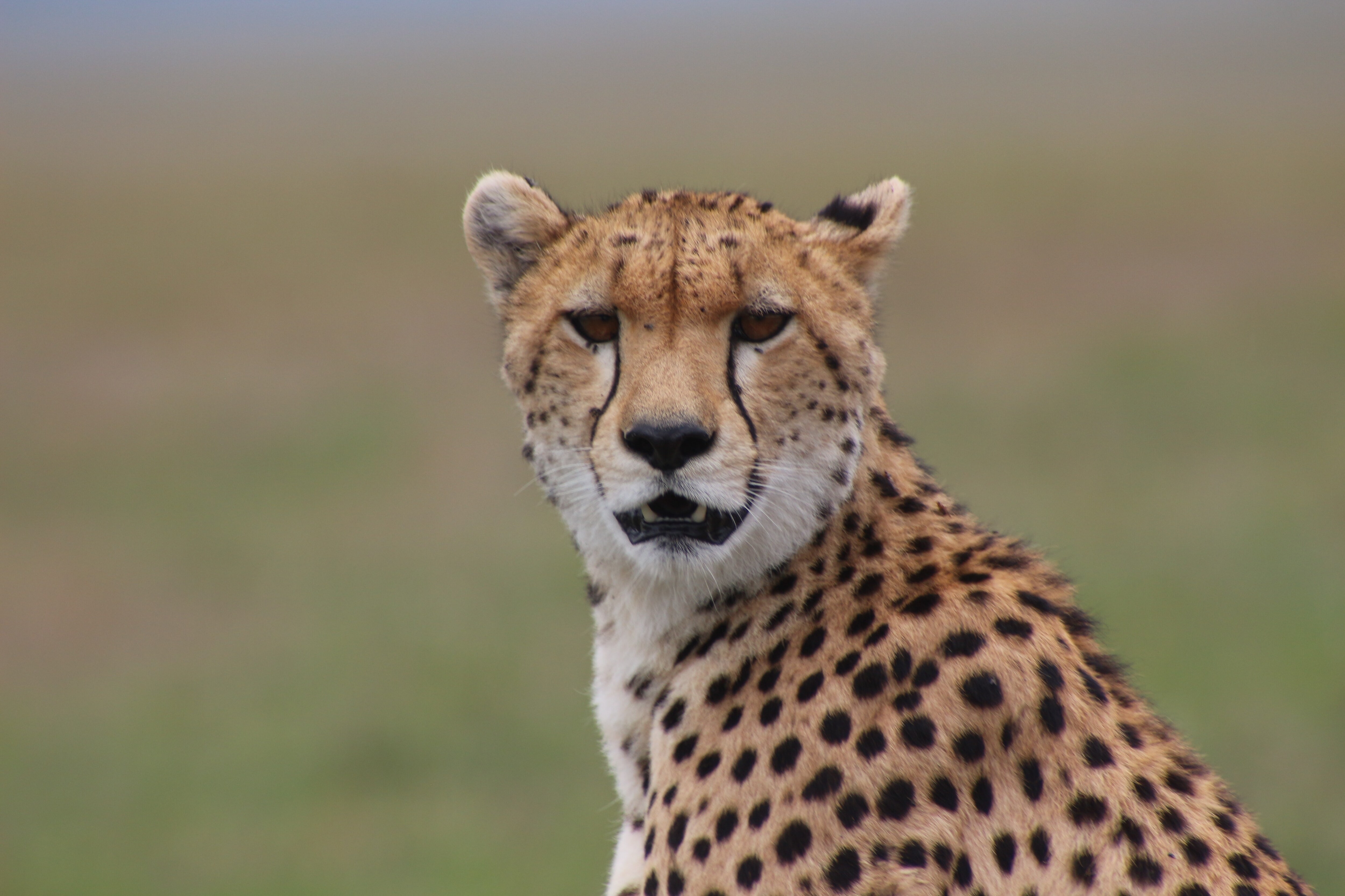 Cheetah Vs Leopard