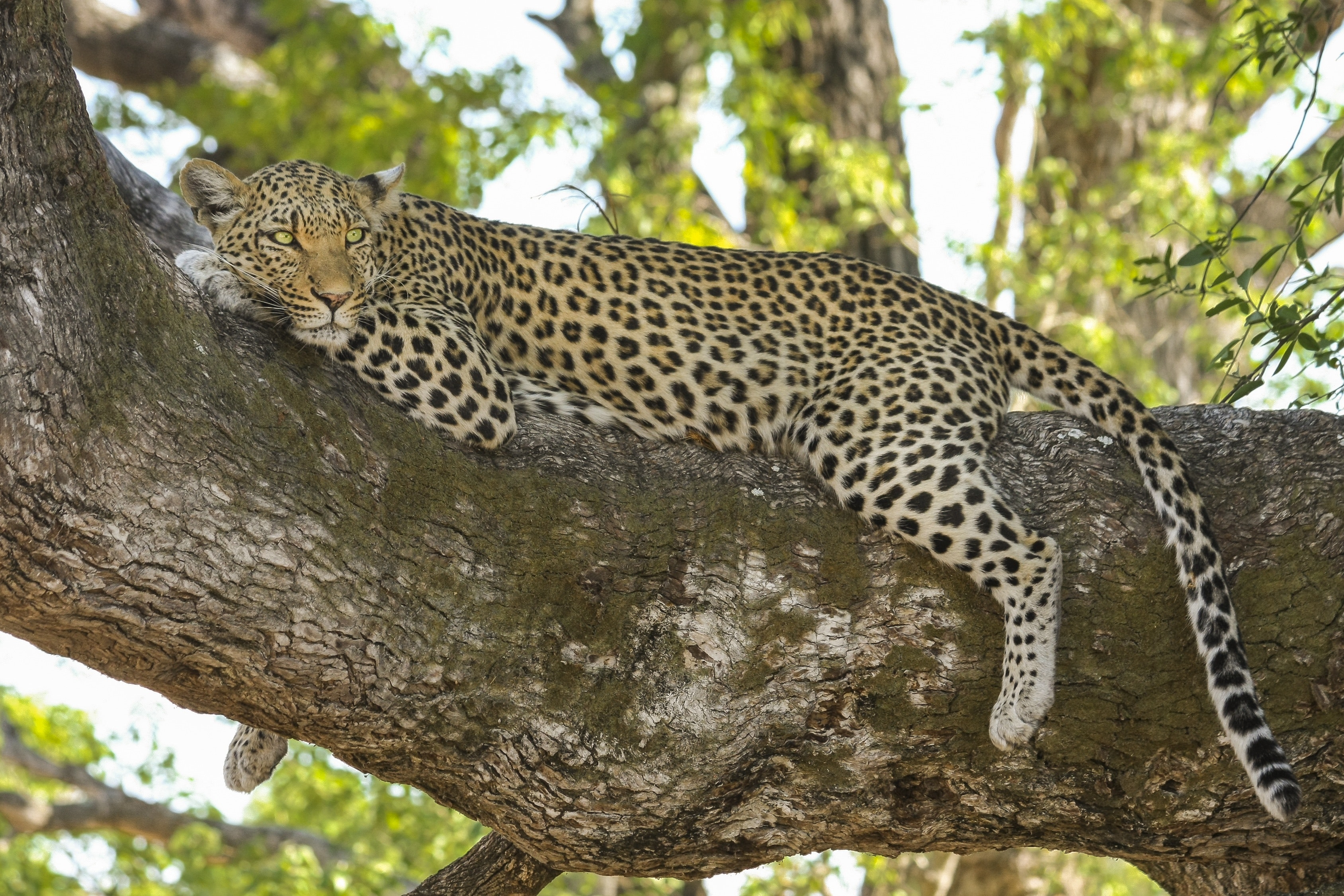 Cheetah Vs Leopard