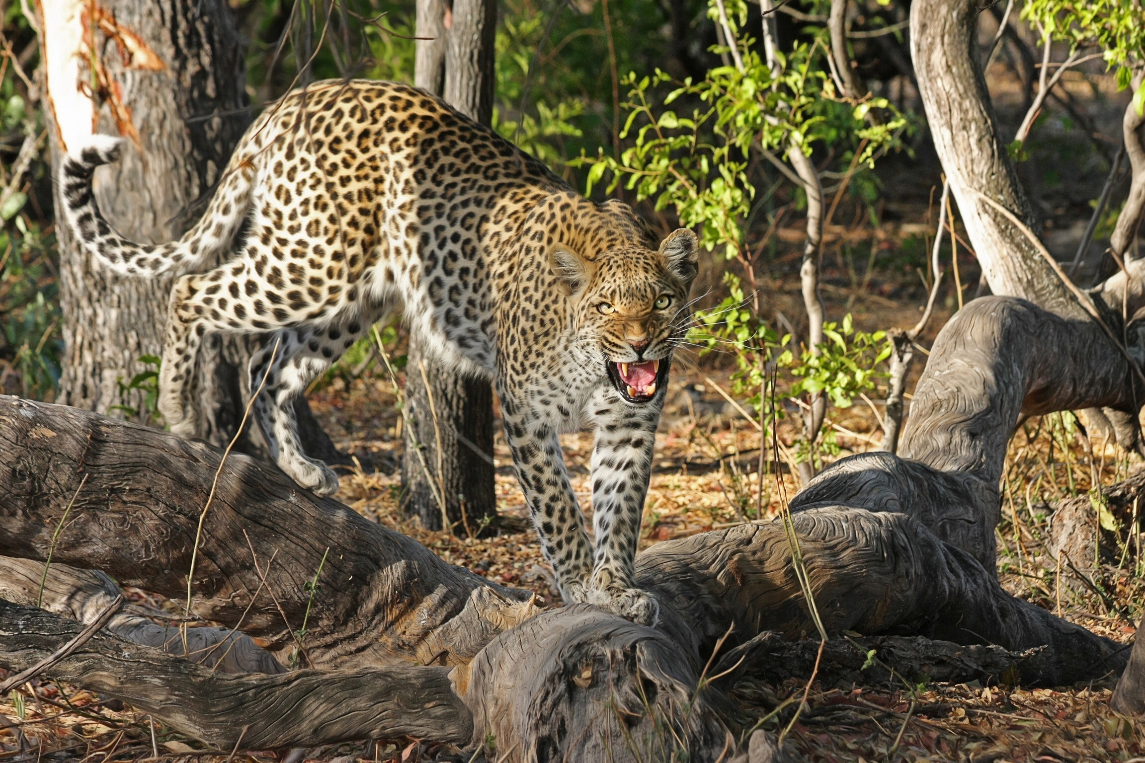Cheetah Vs Leopard