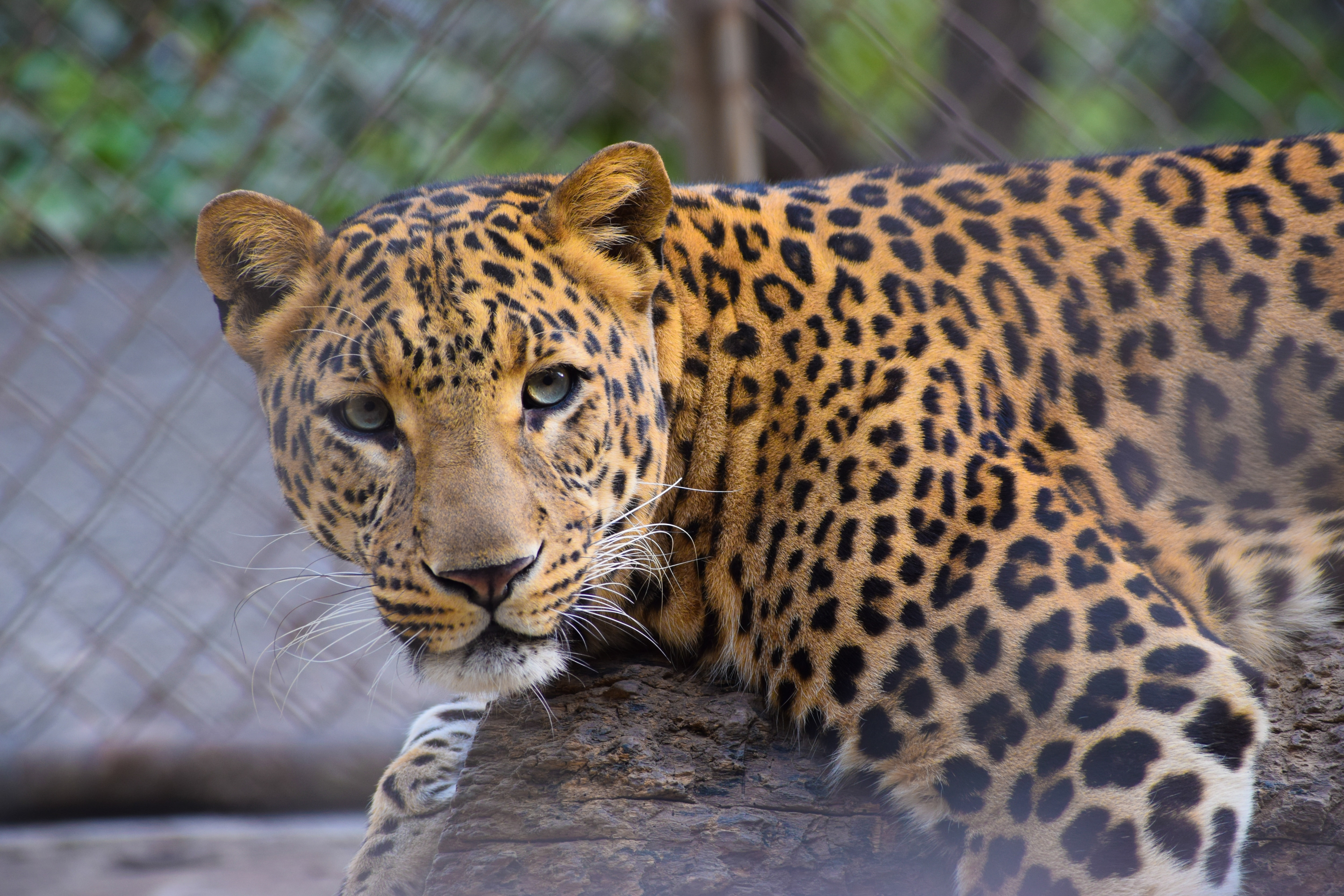 Cheetah Vs Leopard