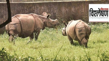 rhinos in india