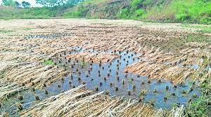 Heavy rains hit paddy cultivation in uran farmers worried navi mumbai