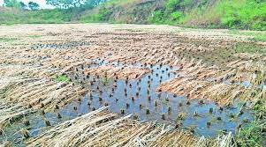 Heavy rains hit paddy cultivation