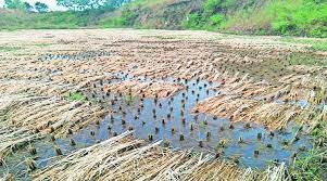Heavy rains hit paddy cultivation