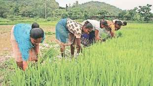 rice-farming