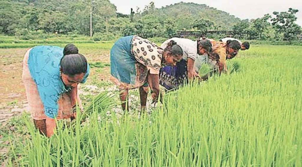 rice-farming