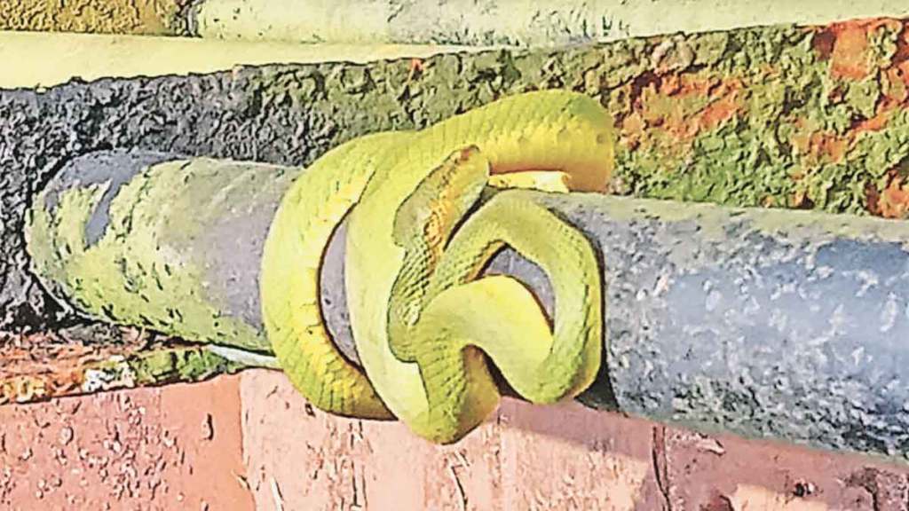 rare venenose snake found at the radhanagari dam