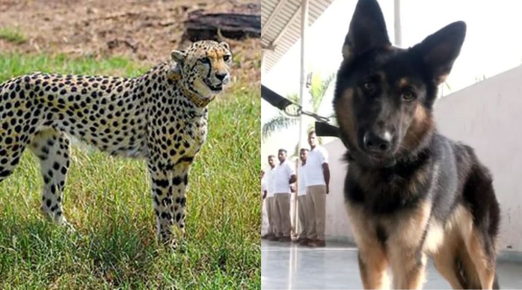 sniffer dog to protect cheetah