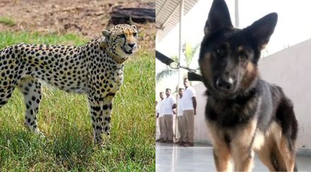sniffer dog to protect cheetah