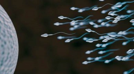 sperm count