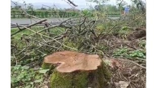 felling of trees