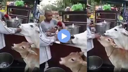 cow and calf eat panipuri at stall