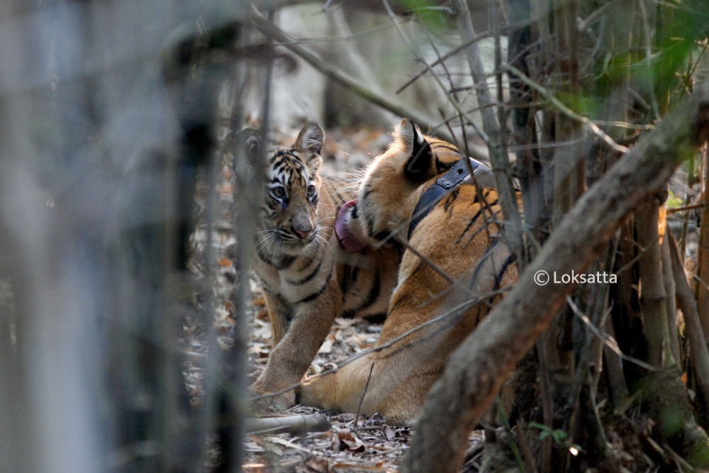 Choti Tara Tigress