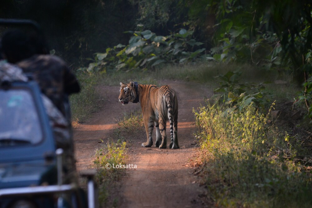 Choti Tara Tigress