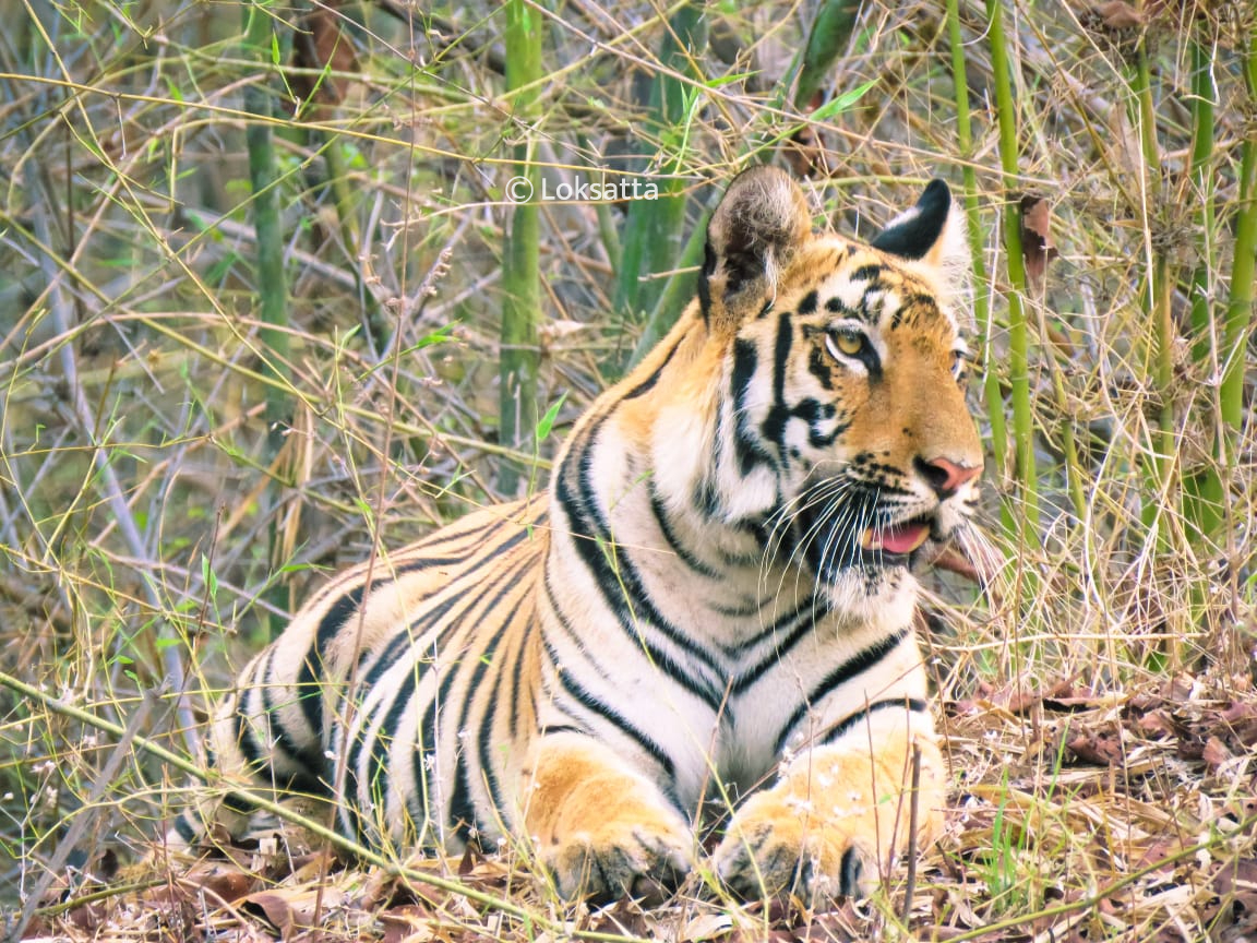 Choti Tara Tigress
